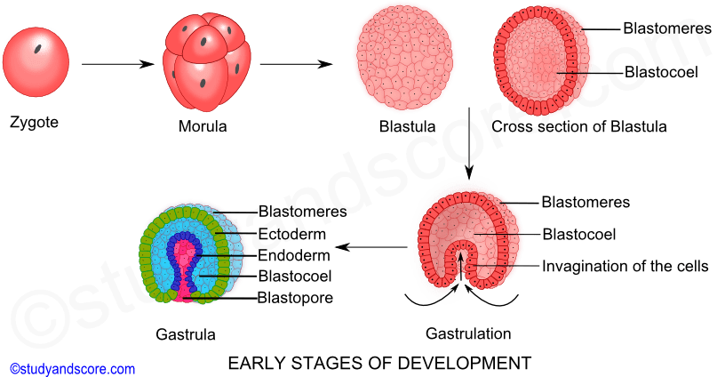 Zygote, morula, blastula, gastrula, gatrulation, ectoderm, endoderm, mesoderm, blastopore, blastocoel, early stages of development